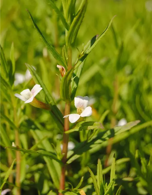 Gratiola officinalis