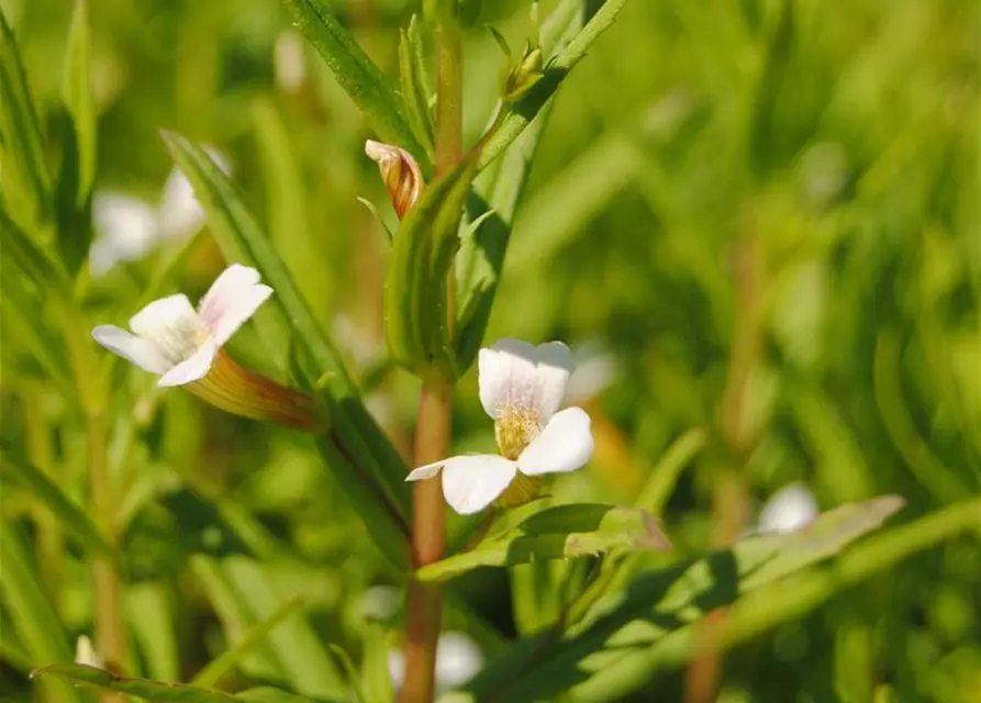 Gratiola officinalis