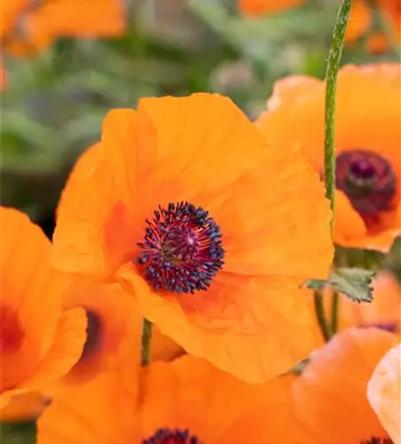 Orientalischer Garten-Mohn 'Harvest Moon'