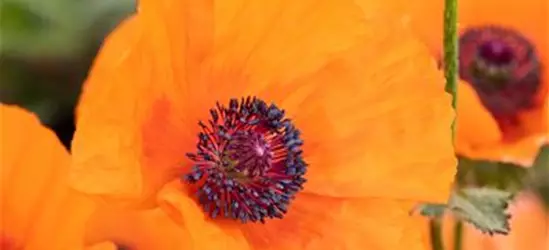 Orientalischer Garten-Mohn 'Harvest Moon'