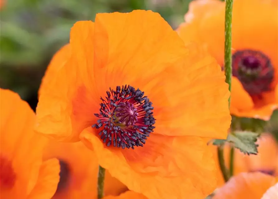 Orientalischer Garten-Mohn 'Harvest Moon'