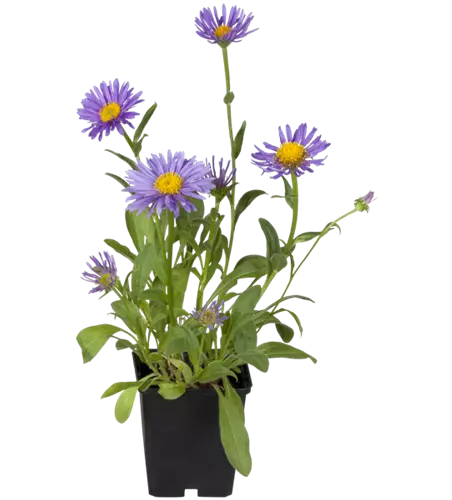 Sommer-Aster