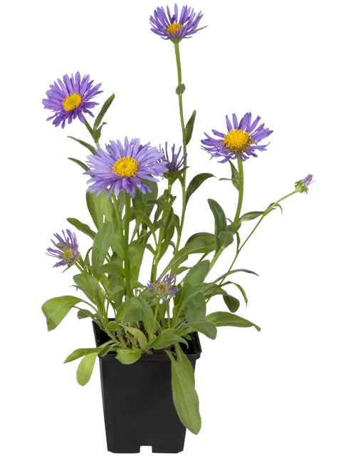 Sommer-Aster