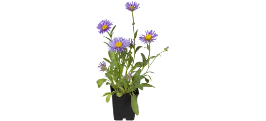 Sommer-Aster