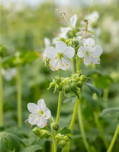 Geranium macrorrhizum 'Album'