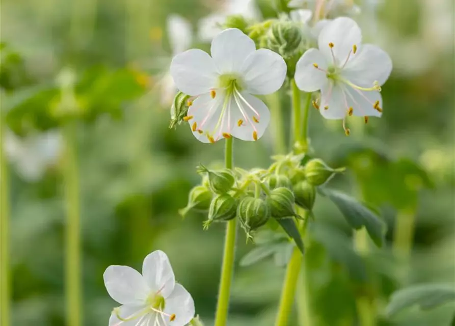 Geranium macrorrhizum 'Album'