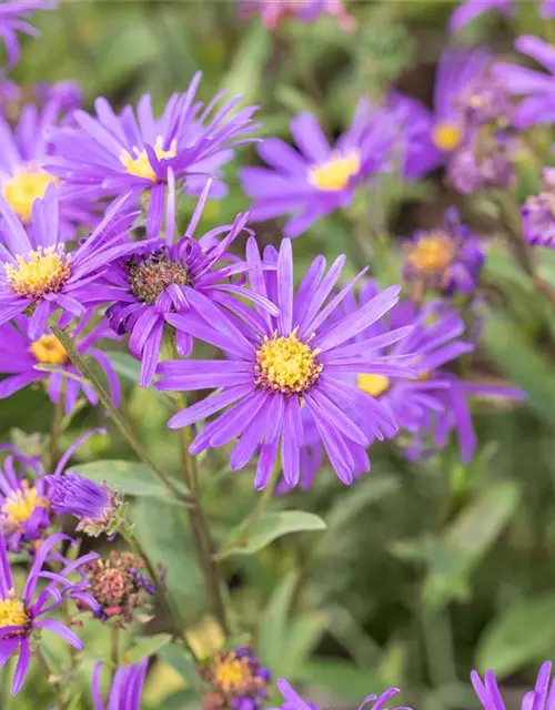 Garten-Sommer-Aster 'Veilchenkönigin'