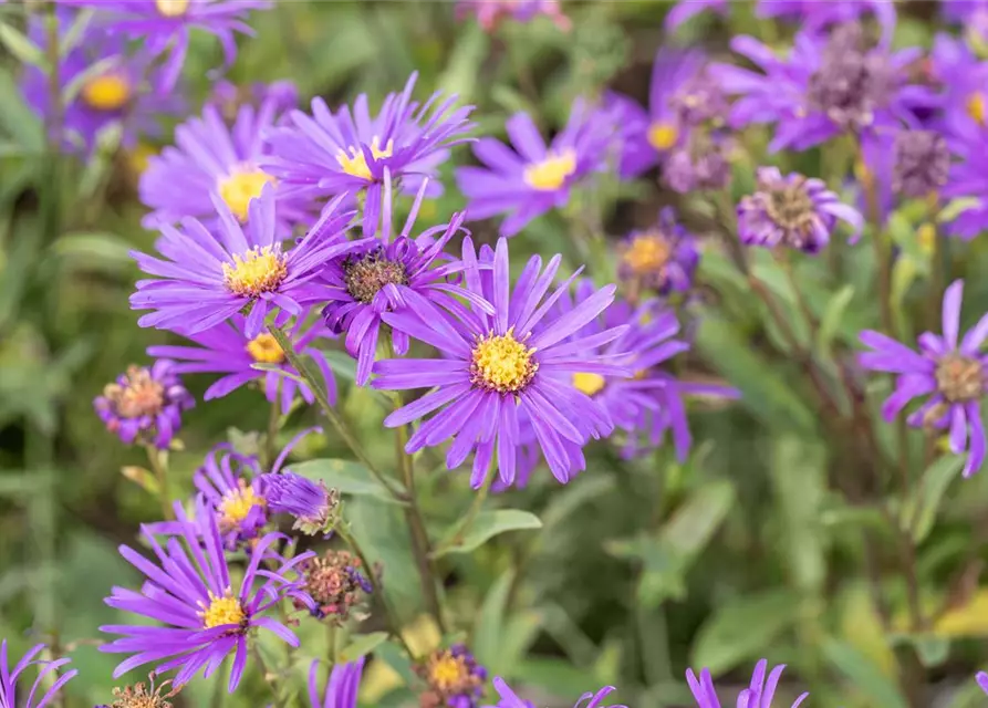 Garten-Sommer-Aster 'Veilchenkönigin'