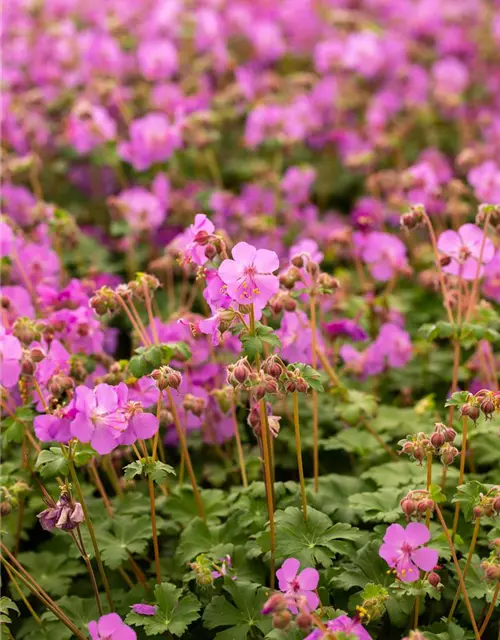 Geranium macrorrhizum 'Bevan'