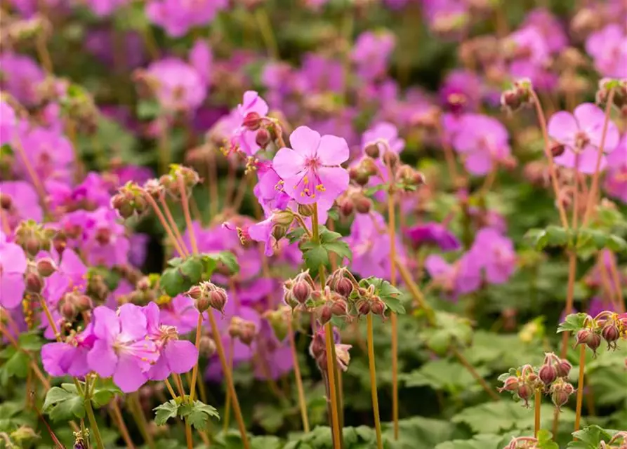 Geranium macrorrhizum 'Bevan'