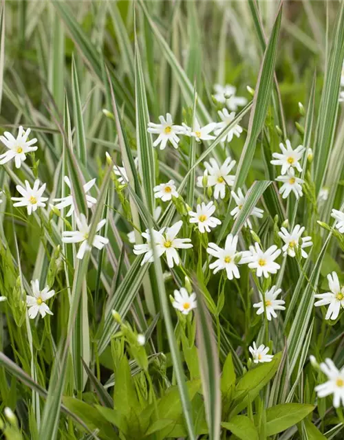 Großblütige Sternmiere