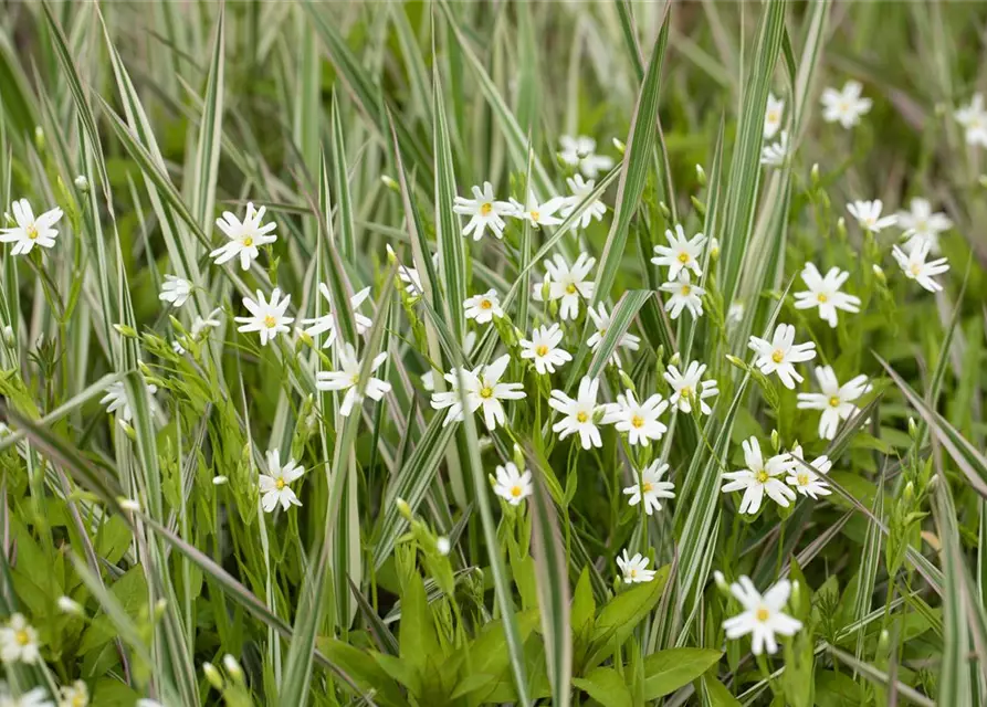 Großblütige Sternmiere