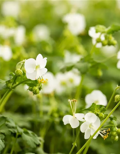 Geranium macrorrhizum 'White Ness'