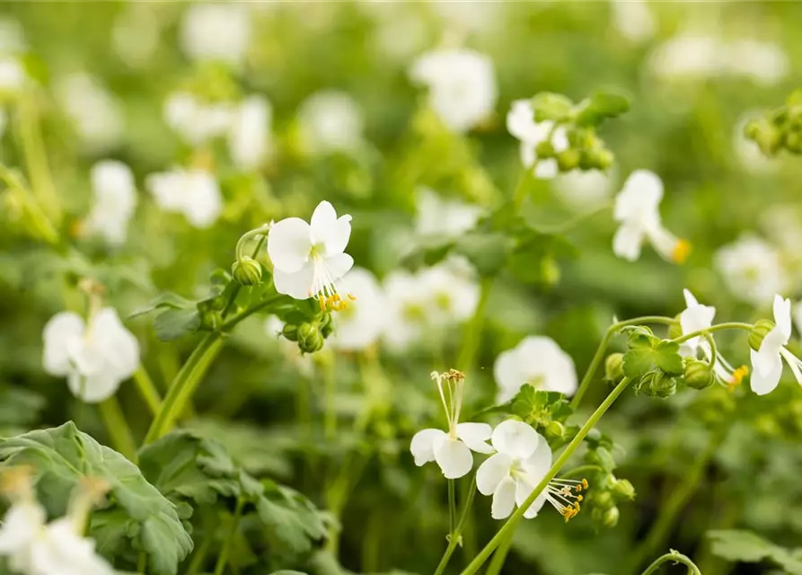 Geranium macrorrhizum 'White Ness'