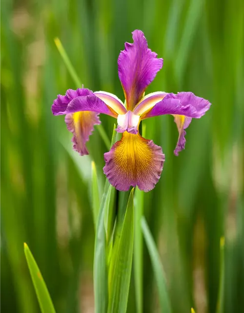 Iris spuria