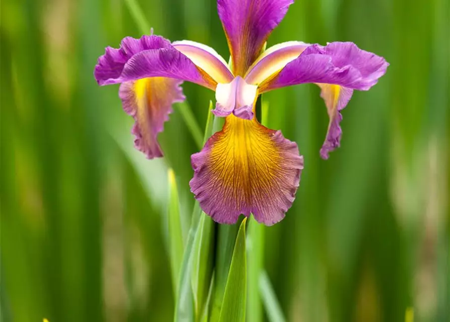 Iris spuria