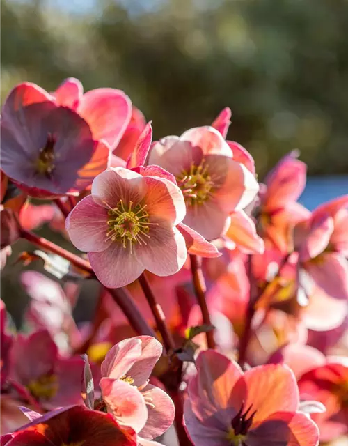 Helleborus x orientalis, rosa