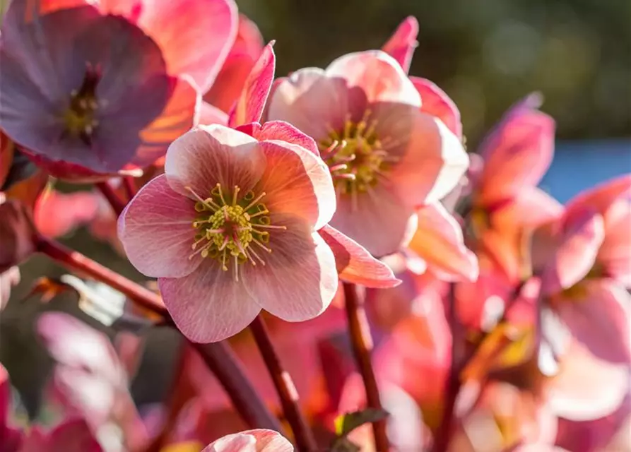 Helleborus x orientalis, rosa