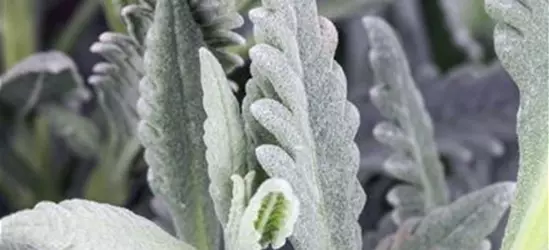 Gezähnter Lavendel