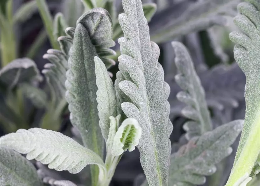 Gezähnter Lavendel