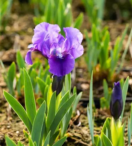 Zwergige Garten-Schwertlilie 'Truly'