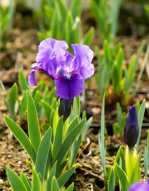 Zwergige Garten-Schwertlilie 'Truly'