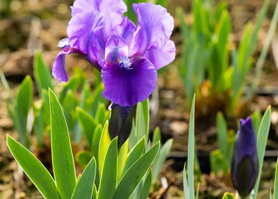 Zwergige Garten-Schwertlilie 'Truly'