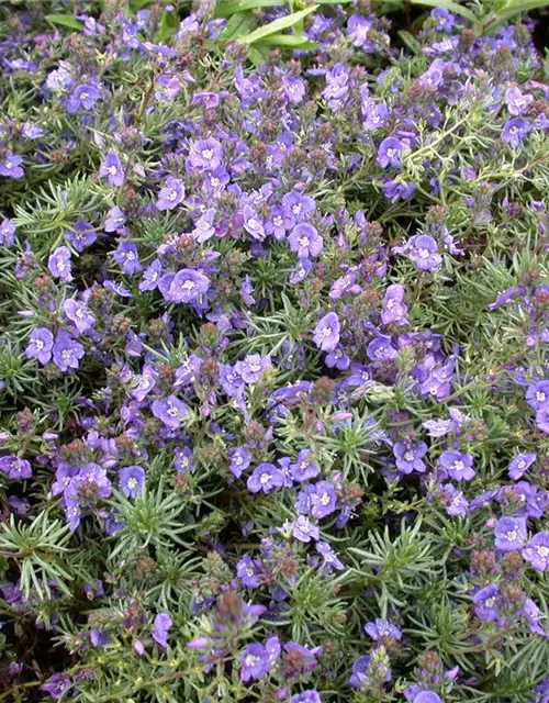 Veronica prostrata