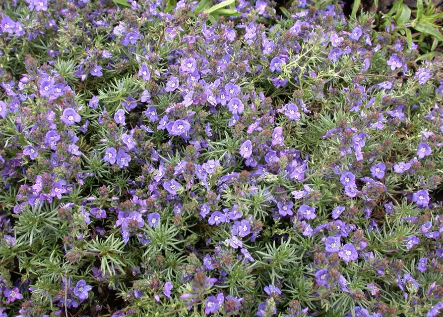 Veronica prostrata