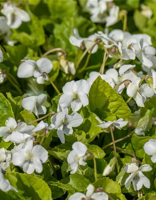 Weißes Pfingst-Veilchen 'Albiflora'