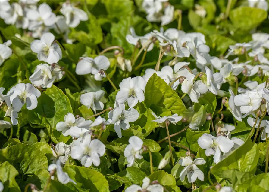 Weißes Pfingst-Veilchen 'Albiflora'