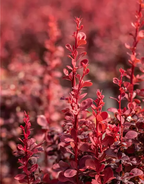 Berberitze 'Orange Rocket'®