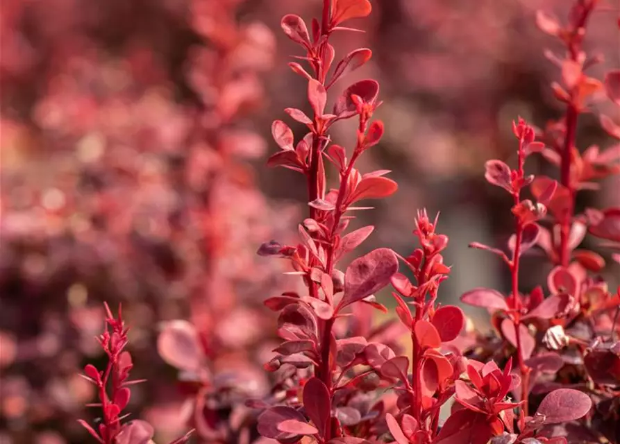 Berberitze 'Orange Rocket'®