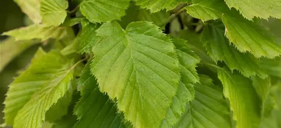 Carpinus betulus 'Columnaris'