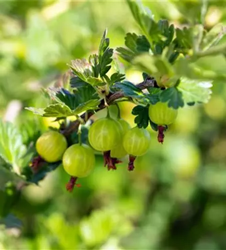 R Ribes uva-crispa 'Mucurines' CAC