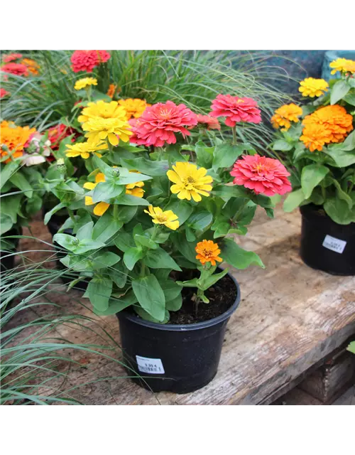 3 Zinnien, 1 Topf