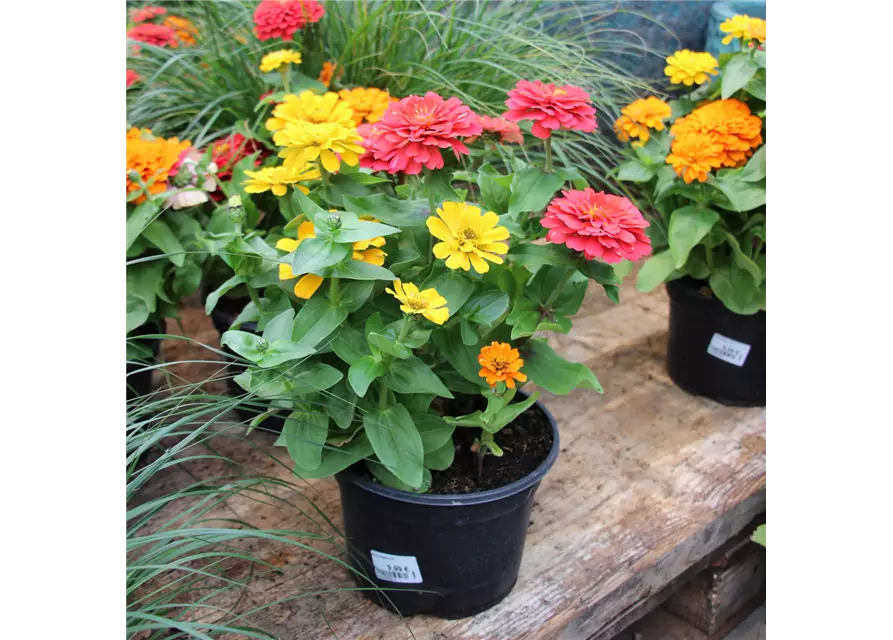 3 Zinnien, 1 Topf