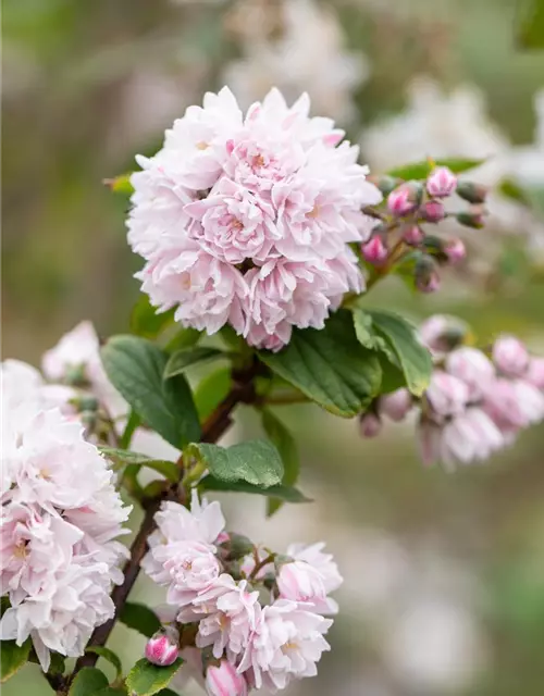 Sternchenstrauch 'Pink Pom-Pom'