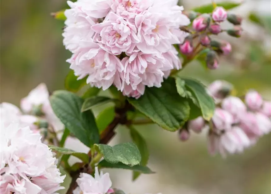 Sternchenstrauch 'Pink Pom-Pom'