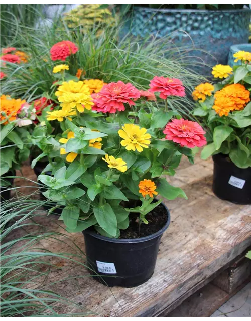 3 Zinnien, 1 Topf