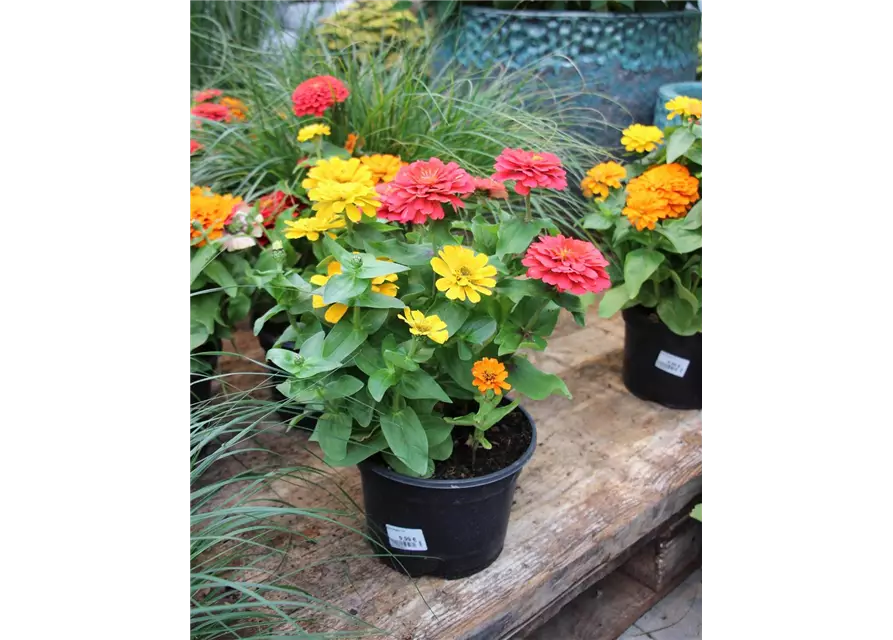 3 Zinnien, 1 Topf