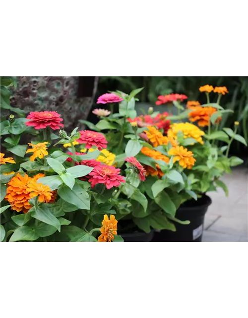 3 Zinnien, 1 Topf