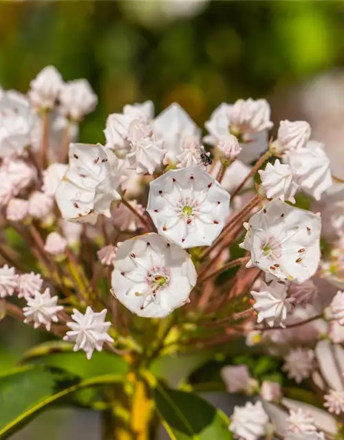 Kalmia latifolia 'Elf'