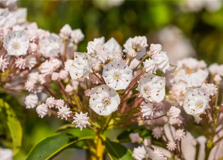 Kalmia latifolia 'Elf'