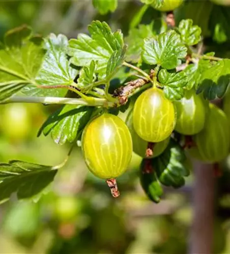 Stachelbeere 'Hinnonmäki'