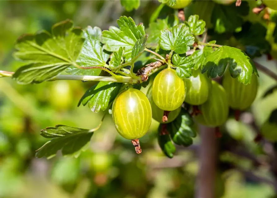 Stachelbeere 'Hinnonmäki'