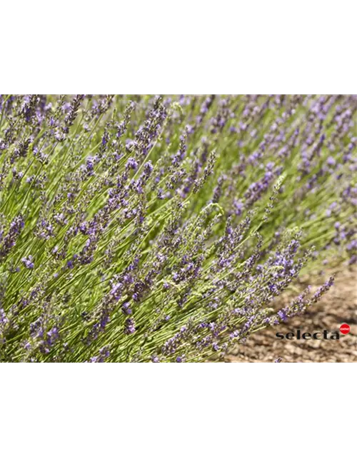 Bastard-Garten-Lavendel 'Grosso'