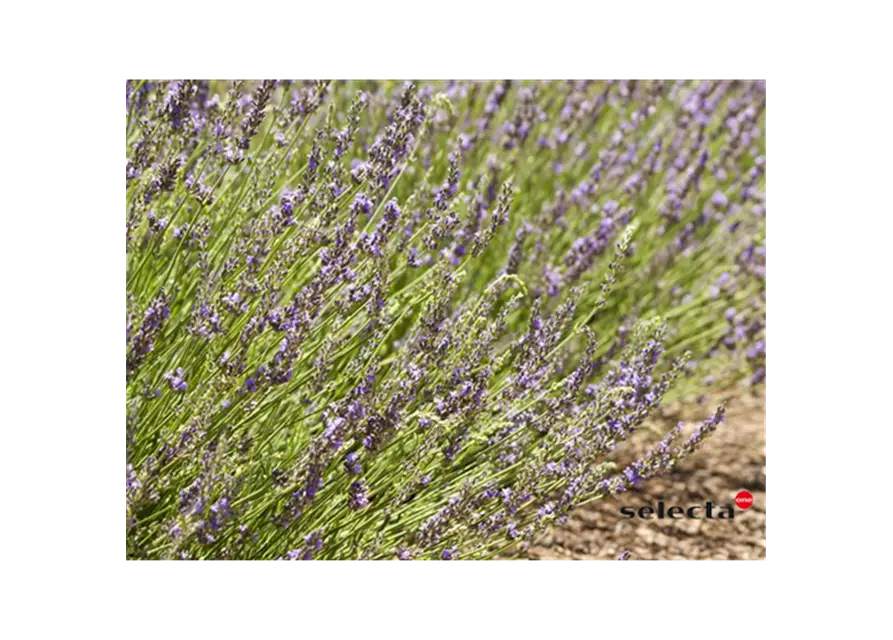 Bastard-Garten-Lavendel 'Grosso'