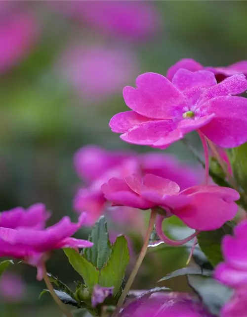 Sonnenlieschen 'SunPatiens® Magenta'