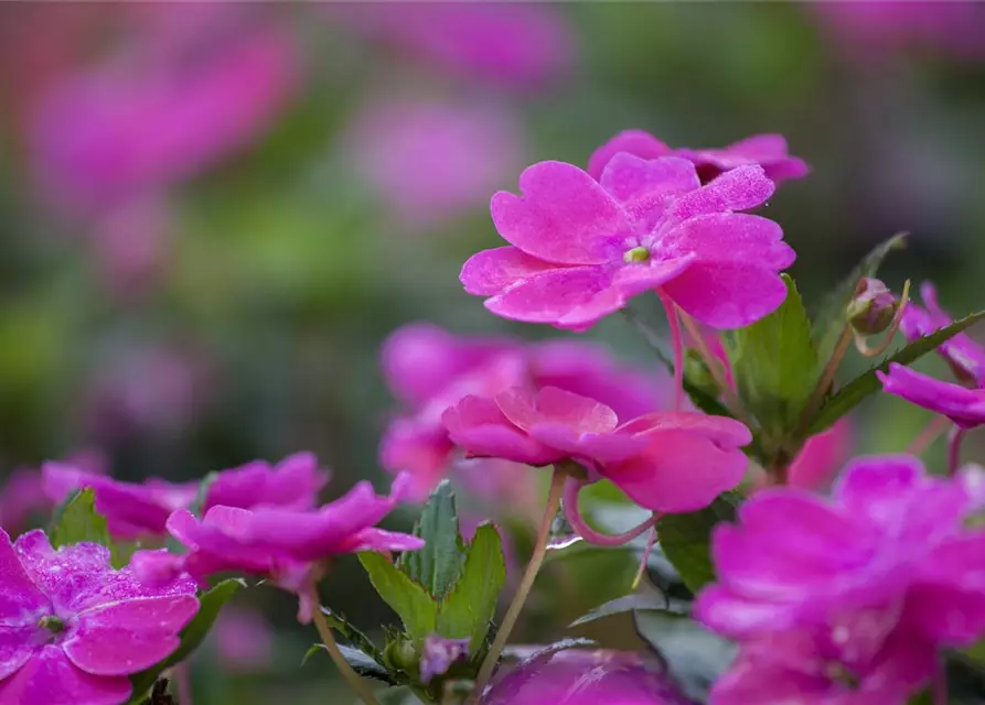 Sonnenlieschen 'SunPatiens® Magenta'